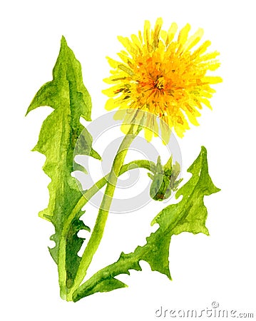 Watercolor painted dandelion flower Stock Photo