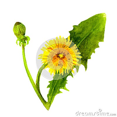 Watercolor painted dandelion flower Stock Photo