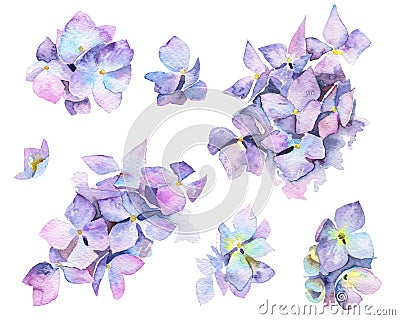 Watercolor painted flowers of hydrangea Stock Photo