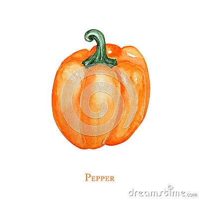 Watercolor painted orange Pepper with clipping path. Hand drawn fresh food design elements isolated on white background Cartoon Illustration