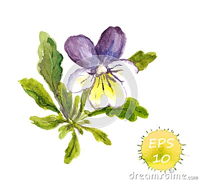 Watercolor painted violets, vector Vector Illustration