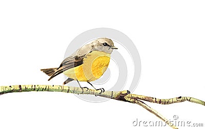 Watercolor painted yellow bird Stock Photo