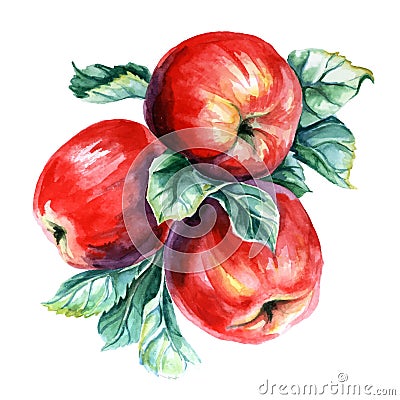 Watercolor painting of branch with apples Vector Illustration