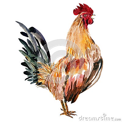 Watercolor painting chicken Animal Annual 2560/2017 Stock Photo