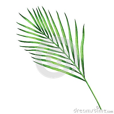 Watercolor painting coconut,palm leaf,green leave isolated on white background.Watercolor hand painted illustration tropical exoti Cartoon Illustration