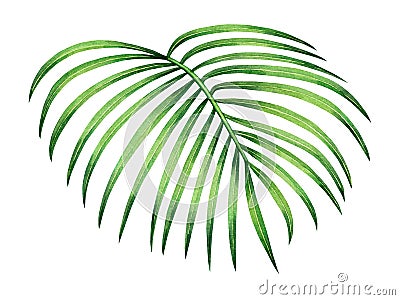 Watercolor painting coconut,palm leaf,green leave isolated on white background.Watercolor hand painted illustration tropical exoti Cartoon Illustration