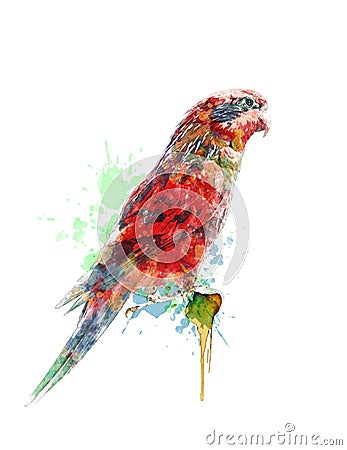 Watercolor Painting Of Colorful Parrot Stock Photo