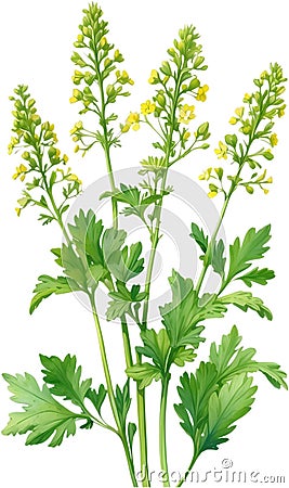 Watercolor painting of Coriander flowers. Ai-Generated Stock Photo
