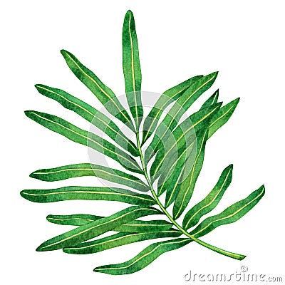 Watercolor painting fern green leaves,palm leaf isolated on white background.Watercolor hand painted illustration tropical exotic Cartoon Illustration