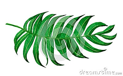 Watercolor painting green leave isolated on white background. Watercolor hand painted illustration tropical .exotic leaf for wallp Cartoon Illustration