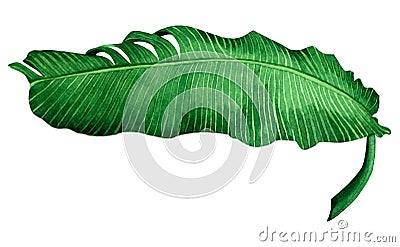 Watercolor painting green leave isolated on white background.Watercolor hand painted illustration banana leaves tropical exotic l Cartoon Illustration