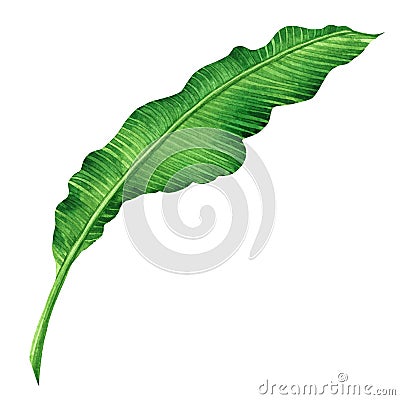 Watercolor painting green leaves isolated on white background.Watercolor hand painted illustration palm,banana leave tropical exot Cartoon Illustration