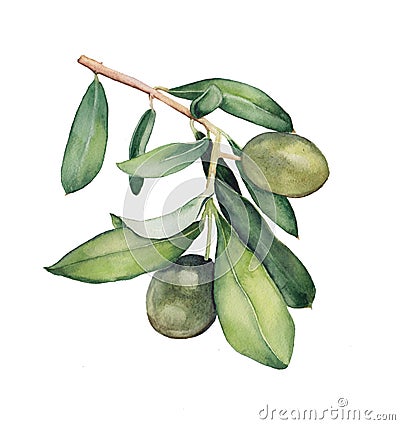 Watercolor painting of green olive branch Cartoon Illustration