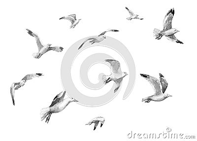 Watercolor Flying Seagulls Cartoon Illustration