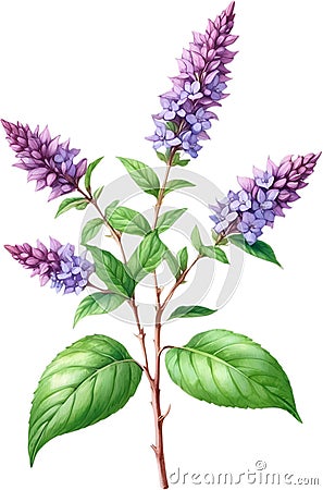 Watercolor painting of holy basil flower. Ai-Generated Stock Photo