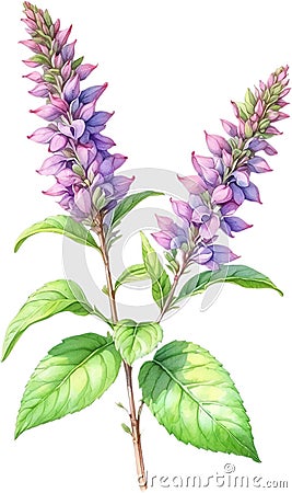 Watercolor painting of holy basil flower. Ai-Generated Stock Photo