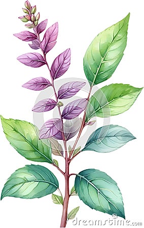 Watercolor painting of holy basil flower. Ai-Generated Stock Photo