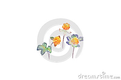 Watercolor painting. Image of cloudberry on white background. Stock Photo