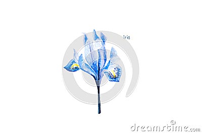 Watercolor painting. Image of iris on white background. Stock Photo