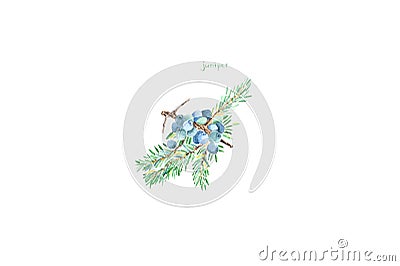 Watercolor painting. Image of juniper on white background. Stock Photo