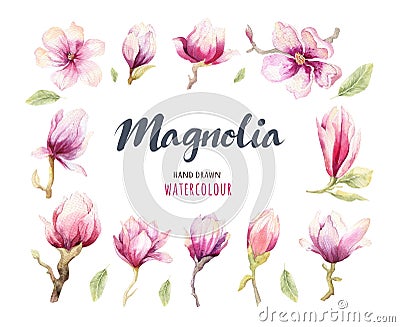 Watercolor Painting Magnolia blossom flower wallpaper decoration Cartoon Illustration