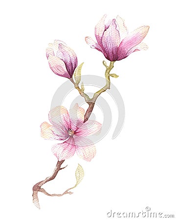 Watercolor Painting Magnolia blossom flower wallpaper decoration Cartoon Illustration