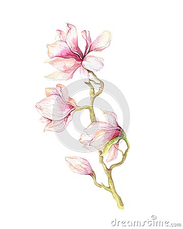 Watercolor Painting Magnolia blossom flower wallpaper decoration Cartoon Illustration