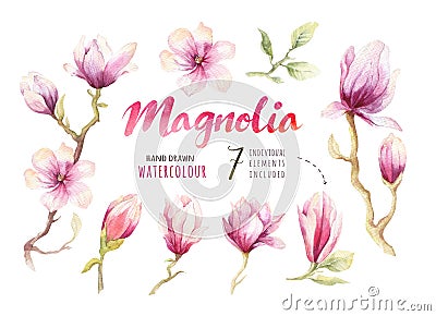 Watercolor Painting Magnolia blossom flower wallpaper decoration Cartoon Illustration