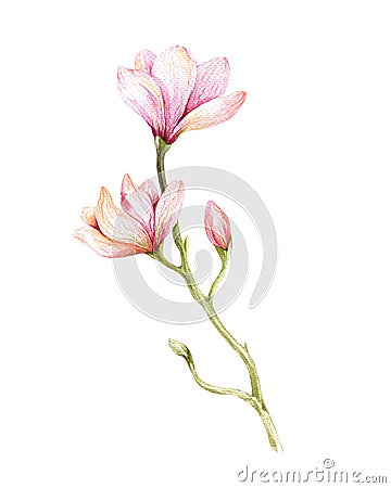 Watercolor Painting Magnolia blossom flower wallpaper decoration Cartoon Illustration