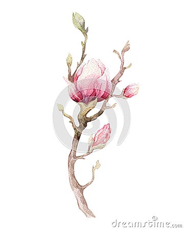 Watercolor Painting Magnolia blossom flower wallpaper decoration Cartoon Illustration