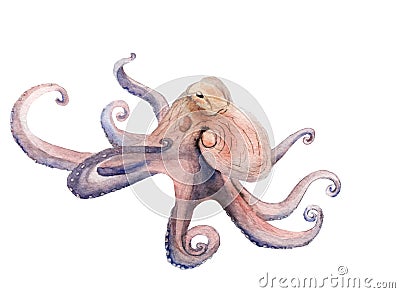 Watercolor painting on the marine theme - octopus Stock Photo
