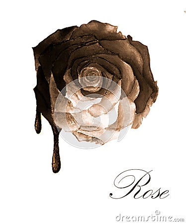 Watercolor painting of Melting chocolate rose Stock Photo