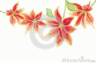 Watercolor painting orange pink red color of orchid flower. Cartoon Illustration