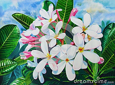 Watercolor painting original on paper colorful of white plumeria flowers Cartoon Illustration