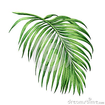 Watercolor painting palm leaf, green leave isolated on white background. Watercolor hand painted illustration. .coconut leaf patte Cartoon Illustration