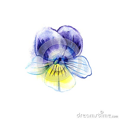 Watercolor painting of pansy flower. Can be used as a greeting card for background, textile patterns, web pages, wedding Stock Photo