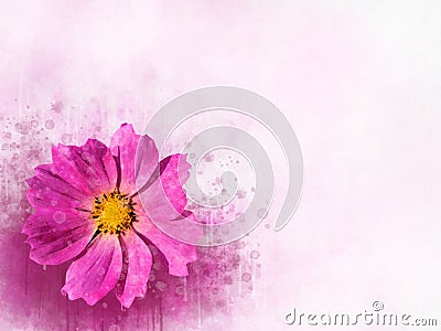 Watercolor painting of pink cosmos flower - in Latin Cosmos Bipinnatus. Letter head Stock Photo