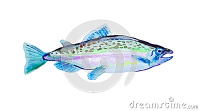 Watercolor painting pink salmon fish. Humpback atlantic, vector illustration with details and optimized specks to be used in packa Vector Illustration