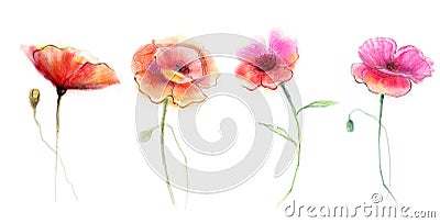 Watercolor painting poppy flower Stock Photo