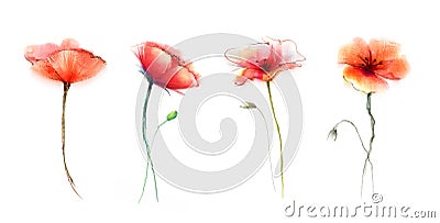 Watercolor painting poppy flower Stock Photo