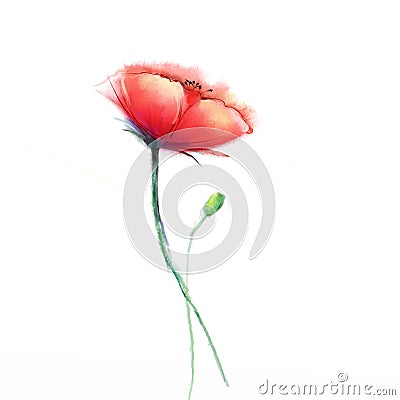 Watercolor painting poppy flower. Isolated flowers on white paper background Stock Photo