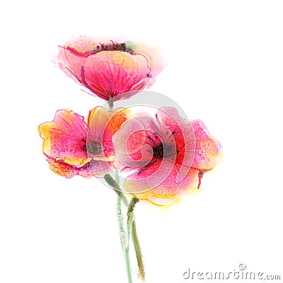 Watercolor painting poppy flower. Isolated flowers on white paper background Stock Photo