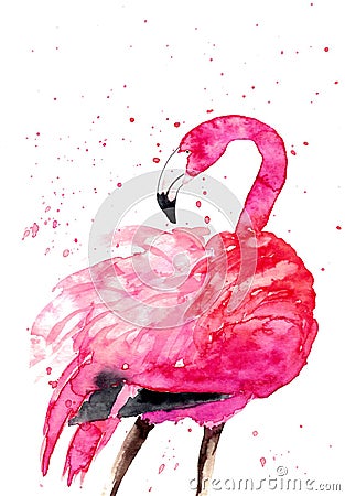 Watercolor flamingo on the white background Stock Photo