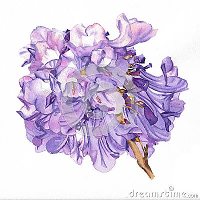 Watercolor painting of purple jacaranda flowers stem Stock Photo