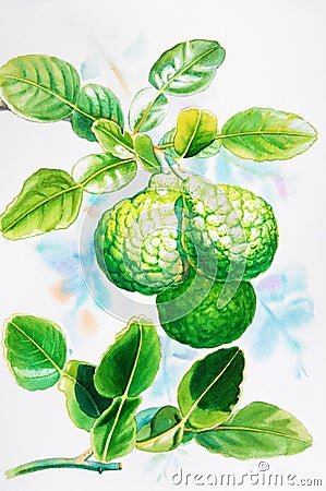 Watercolor painting realistic herb of kaffir lime and green leaves Stock Photo