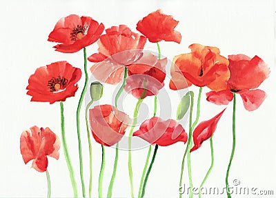 Watercolor Painting Of Red Poppies Royalty Free Stock Photography ...