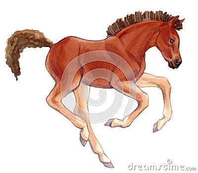 Watercolor painting of running foal. Cartoon Illustration