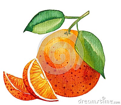 Watercolor painting of single orange with few slices Cartoon Illustration