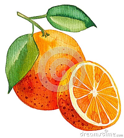 Watercolor painting of single orange with one half Cartoon Illustration