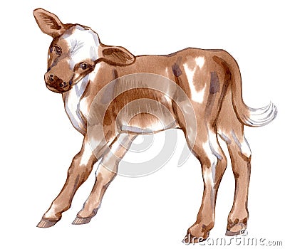 Watercolor painting of brown spotted standing baby cow. Cartoon Illustration